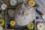 Cat in wooden box with pumpkins
