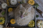 Cat in wooden box with pumpkins