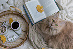 lying Maine-Coon-Cross