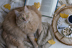 lying Maine-Coon-Cross