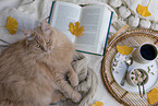 lying Maine-Coon-Cross