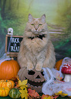 sitting Maine-Coon-Cross
