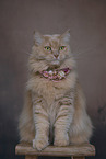 sitting Maine-Coon-Cross