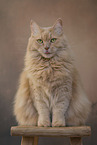 sitting Maine-Coon-Cross
