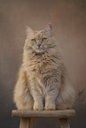 sitting Maine-Coon-Cross