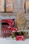 sitting Maine-Coon-Cross