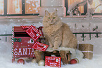 sitting Maine-Coon-Cross