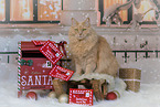 sitting Maine-Coon-Cross