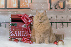sitting Maine-Coon-Cross