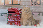 sitting Maine-Coon-Cross