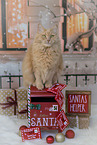 sitting Maine-Coon-Cross