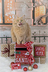 sitting Maine-Coon-Cross