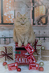 sitting Maine-Coon-Cross