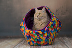 Maine-Coon-Cross Portrait