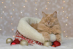 sleeping Maine-Coon-Cross