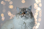 Sacred-Birman-Cross at studio