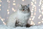 Sacred-Birman-Cross at studio