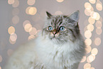 Sacred-Birman-Cross at studio