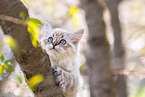 young Sacred-Birman-Cross