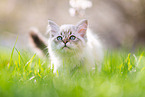 young Sacred-Birman-Cross