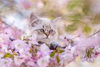 young Sacred-Birman-Cross