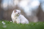 young Sacred-Birman-Cross
