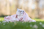 young Sacred-Birman-Cross