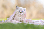 young Sacred-Birman-Cross