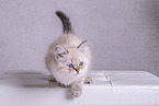 young Sacred-Birman-Cross
