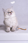 young Sacred-Birman-Cross