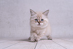young Sacred-Birman-Cross