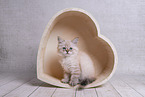 young Sacred-Birman-Cross