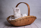 young Sacred-Birman-Cross