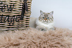 Sacred-Birman-Cross at studio