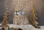 Maine-Coon-Cross in the studio