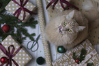 Maine-Coon-Cross in the studio