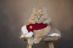 Maine-Coon-Cross in the studio