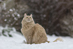 Maine-Coon-Cross in the snow