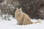 Maine-Coon-Cross in the snow