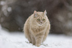 Maine-Coon-Cross in the snow