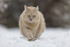 Maine-Coon-Cross in the snow