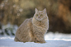 Maine-Coon-Cross in the snow