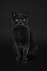 British-Shorthair-Carthusian
