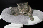 lying Egyptian-Mau-Cross