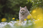Maine-Coon-Cross