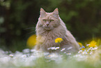 cream Maine-Coon-Cross