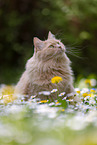 cream Maine-Coon-Cross