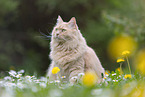 cream Maine-Coon-Cross