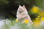 cream Maine-Coon-Cross