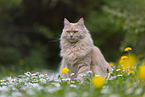 cream Maine-Coon-Cross